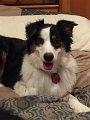 Dogs_7-2016 (7)